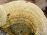 Steccherinum subrawakense image