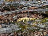 Steccherinum subrawakense image