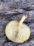 Tricholomopsis sulphureoides image