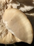 Climacocystis borealis image