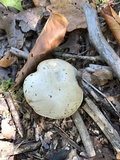 Boletus pallidus image