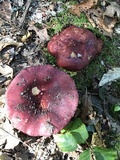 Russula vinacea image