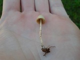 Conocybe cyanopus image
