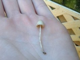 Conocybe cyanopus image