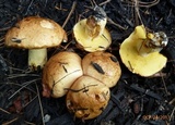 Suillus weaverae image