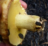 Suillus weaverae image
