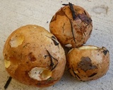 Suillus weaverae image