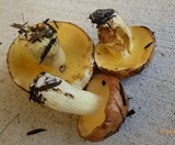 Suillus weaverae image