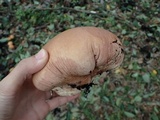 Calvatia craniiformis image