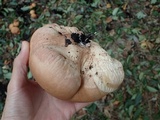 Calvatia craniiformis image