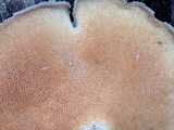 Polyporus brumalis image