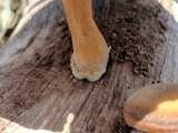 Polyporus brumalis image