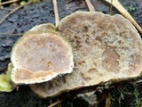 Trametes hirsuta image
