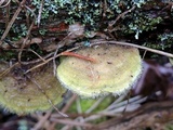 Trametes hirsuta image