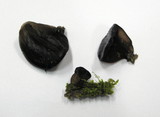 Exidia truncata image