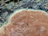 Gloeoporus dichrous image