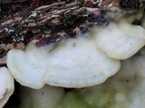 Gloeoporus dichrous image