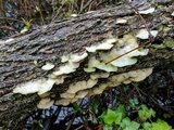 Gloeoporus dichrous image