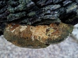 Inocutis dryophila image