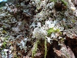 Sphaerophorus tuckermanii image