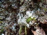 Sphaerophorus tuckermanii image