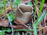 Helvella leucomelaena image