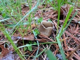 Helvella leucomelaena image