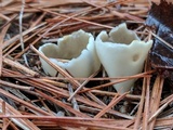 Helvella leucomelaena image