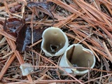 Helvella leucomelaena image