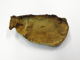 Gloeophyllum odoratum image