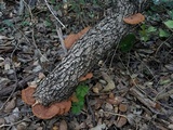 Phellinus gilvus image