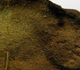 Gloeophyllum odoratum image