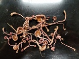 Inocybe lilacina image
