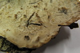 Laxitextum bicolor image