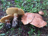 Suillus caerulescens image