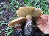 Suillus caerulescens image