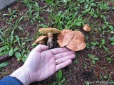 Suillus caerulescens image