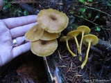 Chrysomphalina chrysophylla image