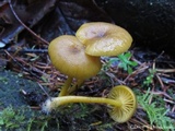 Chrysomphalina chrysophylla image