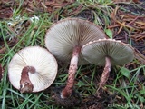 Cystodermella granulosa image