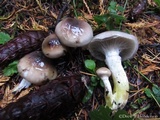 Gomphidius oregonensis image