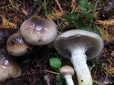 Gomphidius oregonensis image