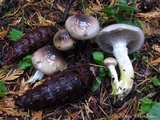 Gomphidius oregonensis image