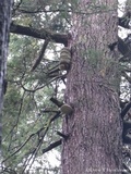 Fomitopsis officinalis image