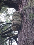 Fomitopsis officinalis image