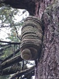 Fomitopsis officinalis image