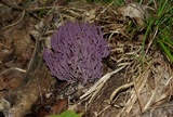 Clavaria zollingeri image