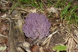 Clavaria zollingeri image