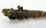 Panellus violaceofulvus image