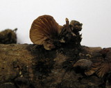Panellus violaceofulvus image